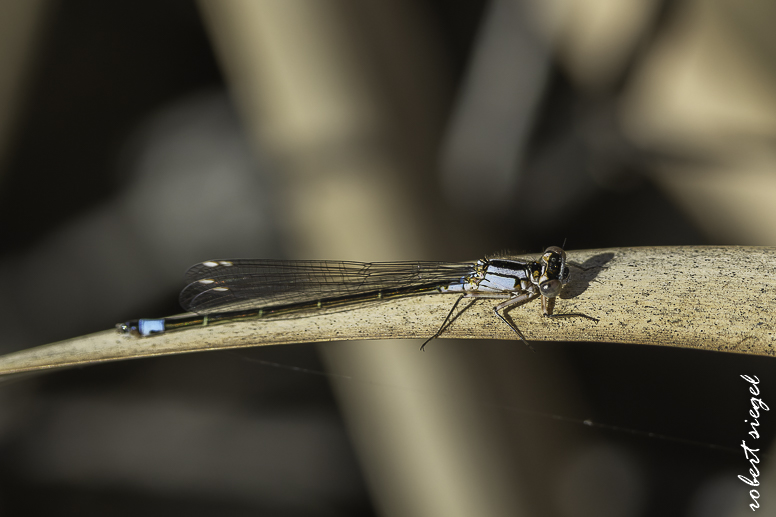 emily renzel wetlands 2026